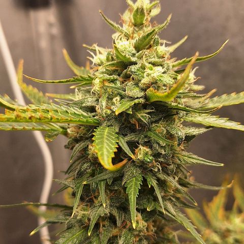 FastBuds 7️⃣ growlog timeline photo