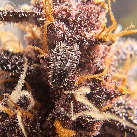 Fastbuds 8️⃣ growlog timeline photo