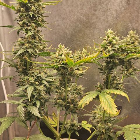 FastBuds 7️⃣ growlog timeline photo