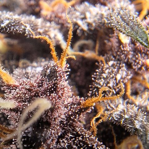 Fastbuds 8️⃣ growlog timeline photo