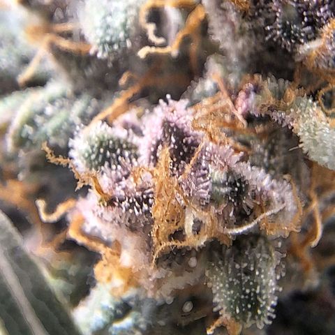 Fast Buds Mix Pack5️⃣ growlog timeline photo