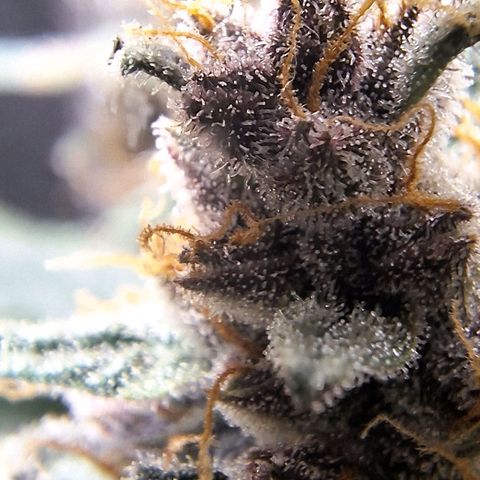 Fast Buds Mix Pack5️⃣ growlog timeline photo