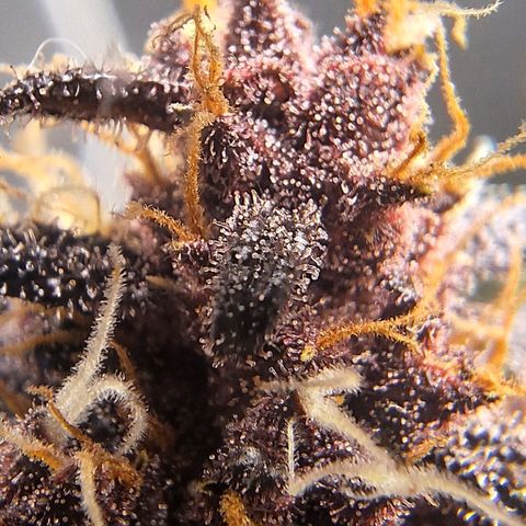 Fastbuds 8️⃣ growlog timeline photo