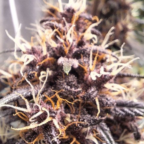 Fastbuds 8️⃣ growlog timeline photo
