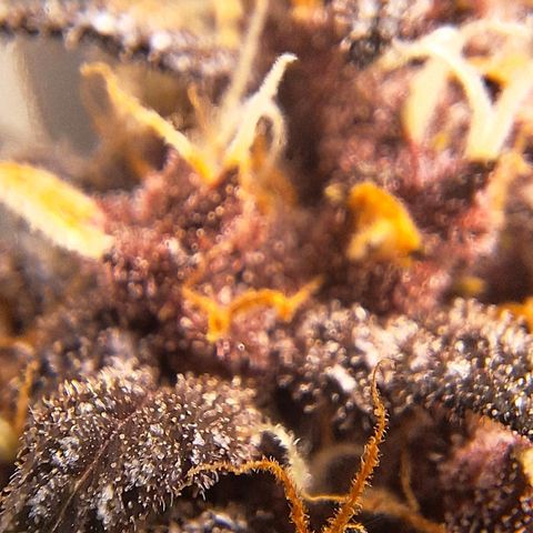 Fastbuds 8️⃣ growlog timeline photo