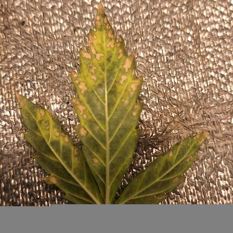 FastBuds 7️⃣ growlog timeline photo