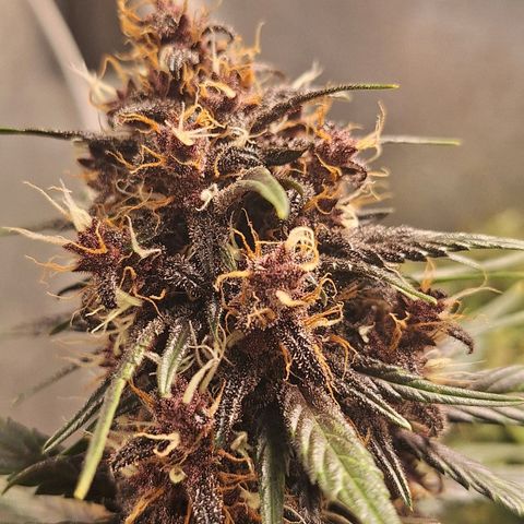 Fastbuds 8️⃣ growlog timeline photo