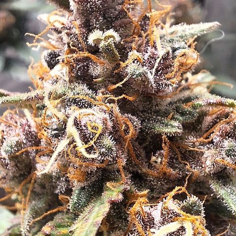 Fast Buds Mix Pack5️⃣ growlog timeline photo