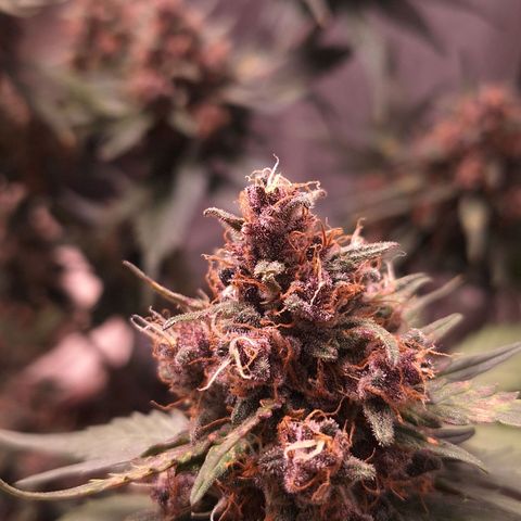 Fast Buds Mix Pack5️⃣ growlog timeline photo