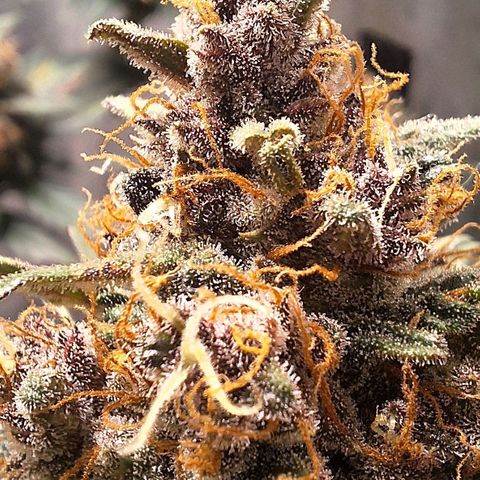Fast Buds Mix Pack5️⃣ growlog timeline photo