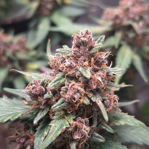 Fast Buds Mix Pack5️⃣ growlog timeline photo
