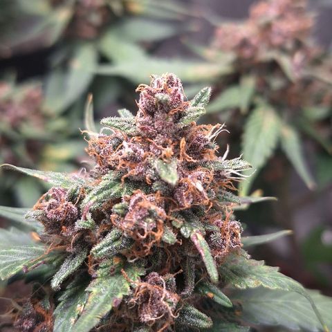 Fast Buds Mix Pack5️⃣ growlog timeline photo