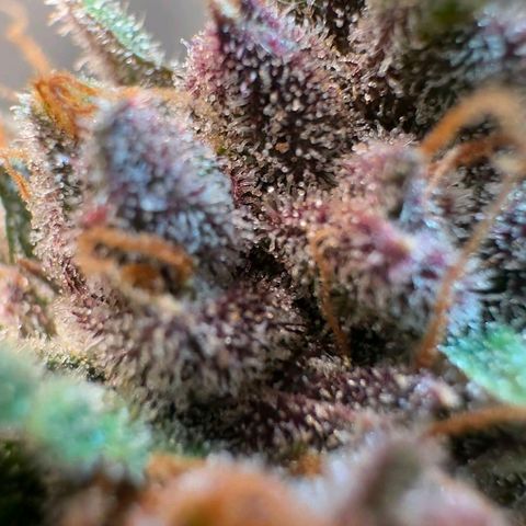 Fast Buds Mix Pack5️⃣ growlog timeline photo