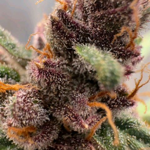Fast Buds Mix Pack5️⃣ growlog timeline photo