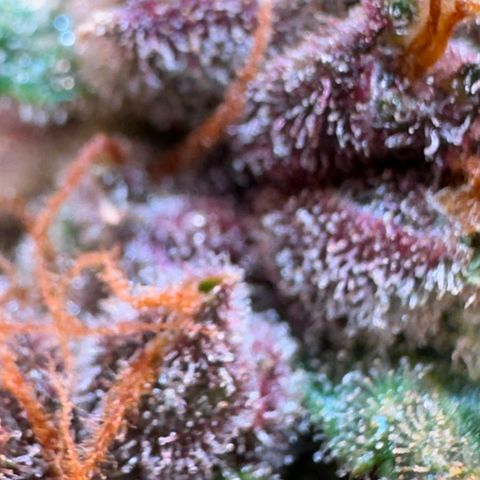 Fast Buds Mix Pack5️⃣ growlog timeline photo