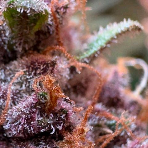Fast Buds Mix Pack5️⃣ growlog timeline photo