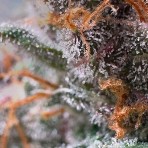 Fast Buds Mix Pack5️⃣ growlog timeline photo
