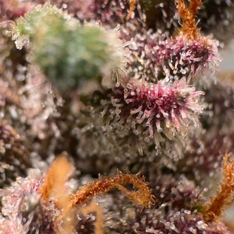 Fast Buds Mix Pack5️⃣ growlog timeline photo