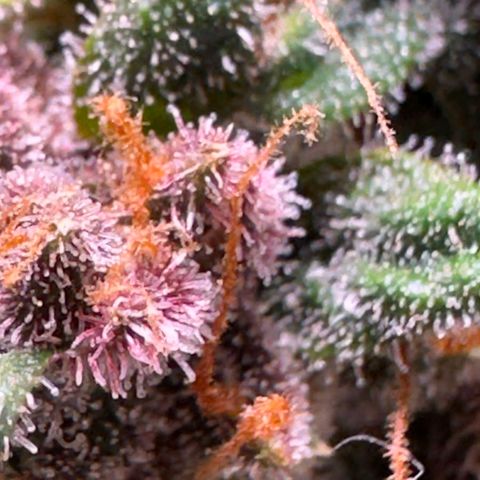 Fast Buds Mix Pack5️⃣ growlog timeline photo