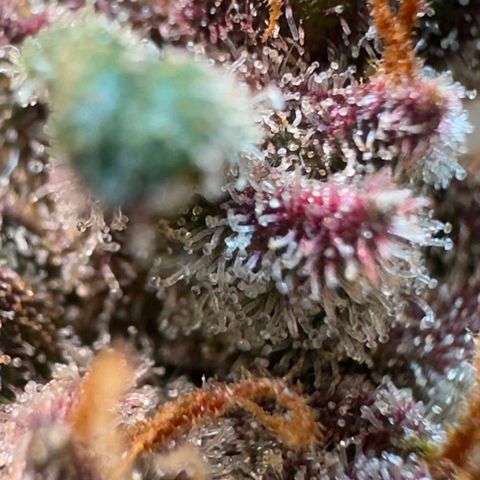 Fast Buds Mix Pack5️⃣ growlog timeline photo