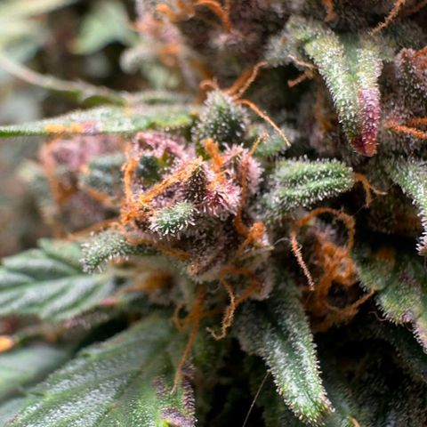 Fast Buds Mix Pack5️⃣ growlog timeline photo