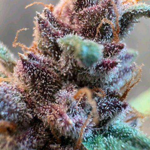 Fast Buds Mix Pack5️⃣ growlog timeline photo