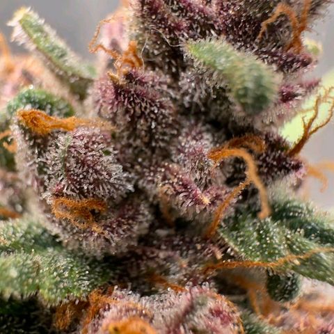 Fast Buds Mix Pack5️⃣ growlog timeline photo
