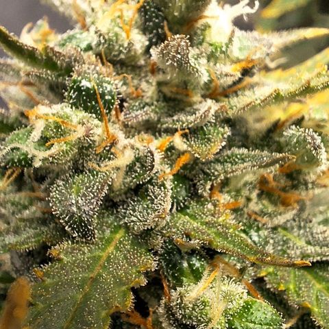 FastBuds 7️⃣ growlog timeline photo