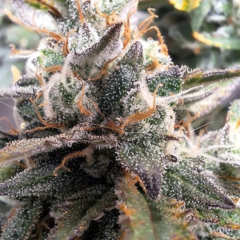 FastBuds 7️⃣ growlog timeline photo