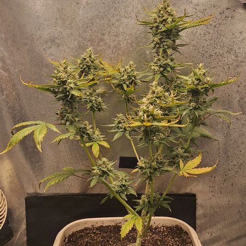 FastBuds 7️⃣ growlog timeline photo