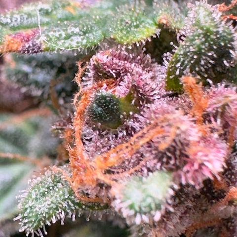 Fast Buds Mix Pack5️⃣ growlog timeline photo