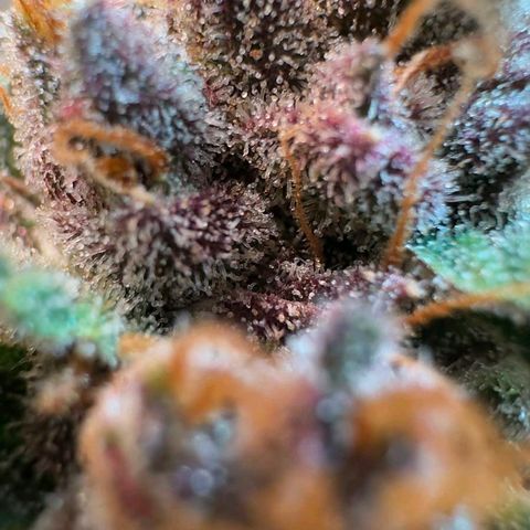 Fast Buds Mix Pack5️⃣ growlog timeline photo