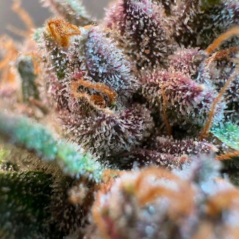 Fast Buds Mix Pack5️⃣ growlog timeline photo