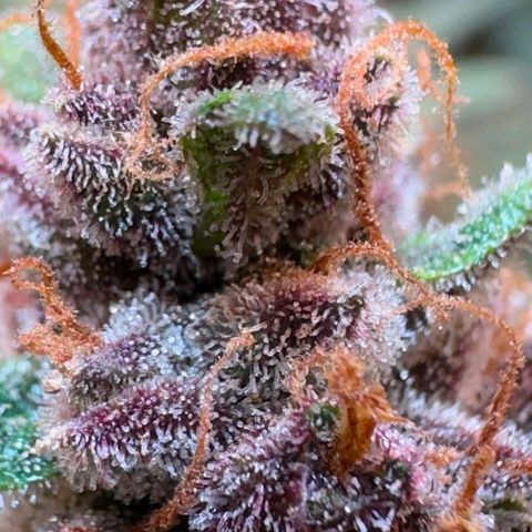 Fast Buds Mix Pack5️⃣ growlog timeline photo