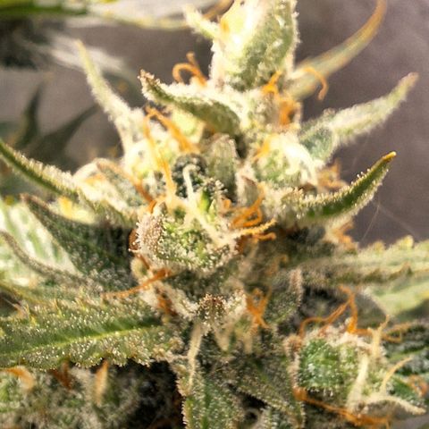 FastBuds 7️⃣ growlog timeline photo