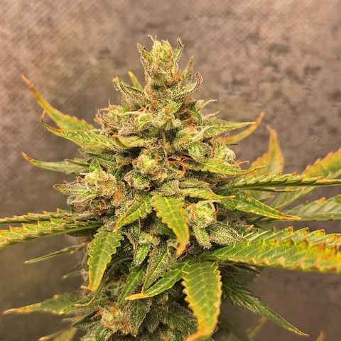 FastBuds 7️⃣ growlog timeline photo
