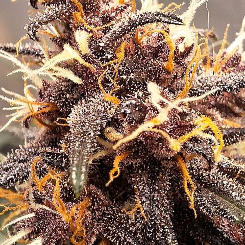 Fastbuds 8️⃣ growlog timeline photo