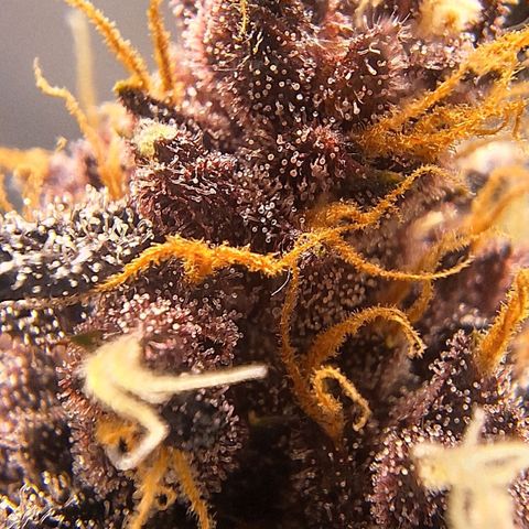 Fastbuds 8️⃣ growlog timeline photo