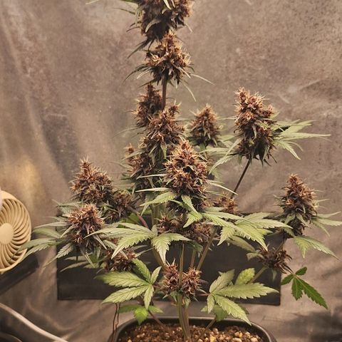 Fastbuds 8️⃣ growlog timeline photo