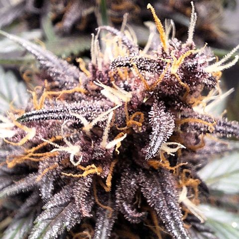 Fastbuds 8️⃣ growlog timeline photo