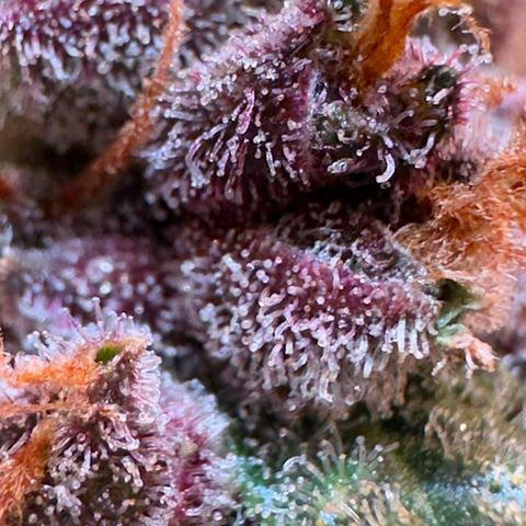 Fast Buds Mix Pack5️⃣ growlog timeline photo