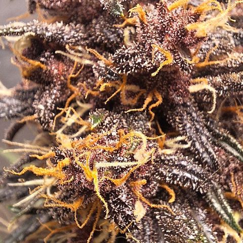 Fastbuds 8️⃣ growlog timeline photo