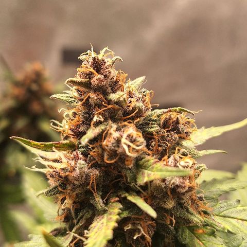 Fast Buds Mix Pack5️⃣ growlog timeline photo