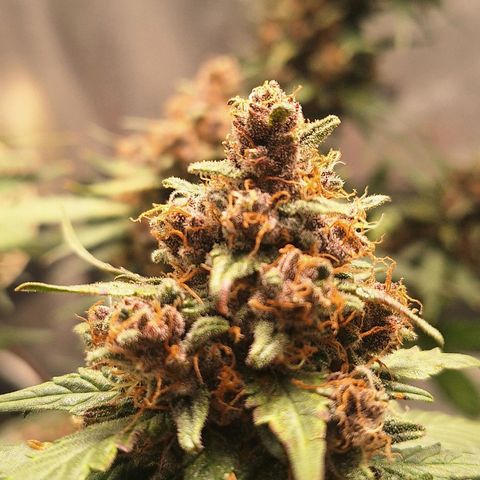 Fast Buds Mix Pack5️⃣ growlog timeline photo