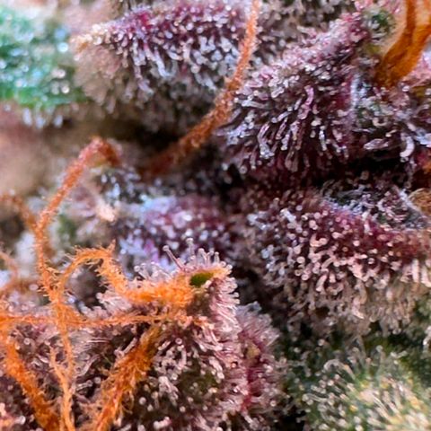 Fast Buds Mix Pack5️⃣ growlog timeline photo