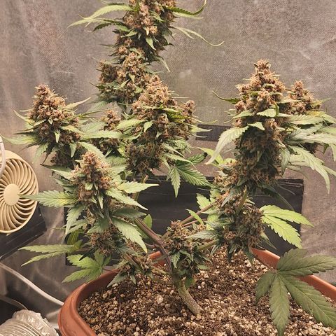 Fast Buds Mix Pack5️⃣ growlog timeline photo