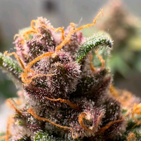 Fast Buds Mix Pack5️⃣ growlog timeline photo