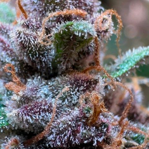 Fast Buds Mix Pack5️⃣ growlog timeline photo