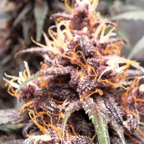 Fastbuds 8️⃣ growlog timeline photo