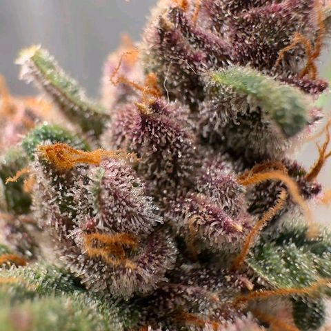 Fast Buds Mix Pack5️⃣ growlog timeline photo